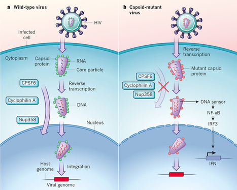 HIV: Slipping under the radar | Virology News | Scoop.it