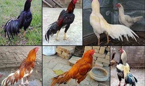 Memilih Ayam Aduan Kualitas Super Dari Bulu Aya