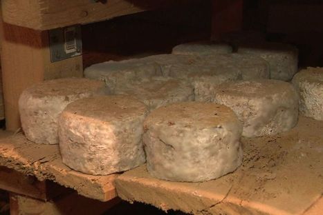 Haute-Loire : les fromages aux artisons, ces fromages aux acariens qui souhaitent devenir une AOP | Variétés entomologiques | Scoop.it