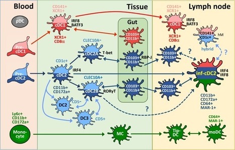 A recently described type 2 conventional dendritic cell (cDC2) subset mediates inflammation | Rheumatology-Rhumatologie | Scoop.it