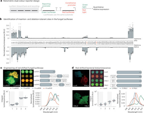 Metabolically robust ratiometric autoluminescent reporters | Npt | RMH | Scoop.it