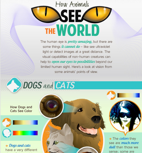 How Animals See the World - Mezzmer Blog | Eclectic Technology | Scoop.it