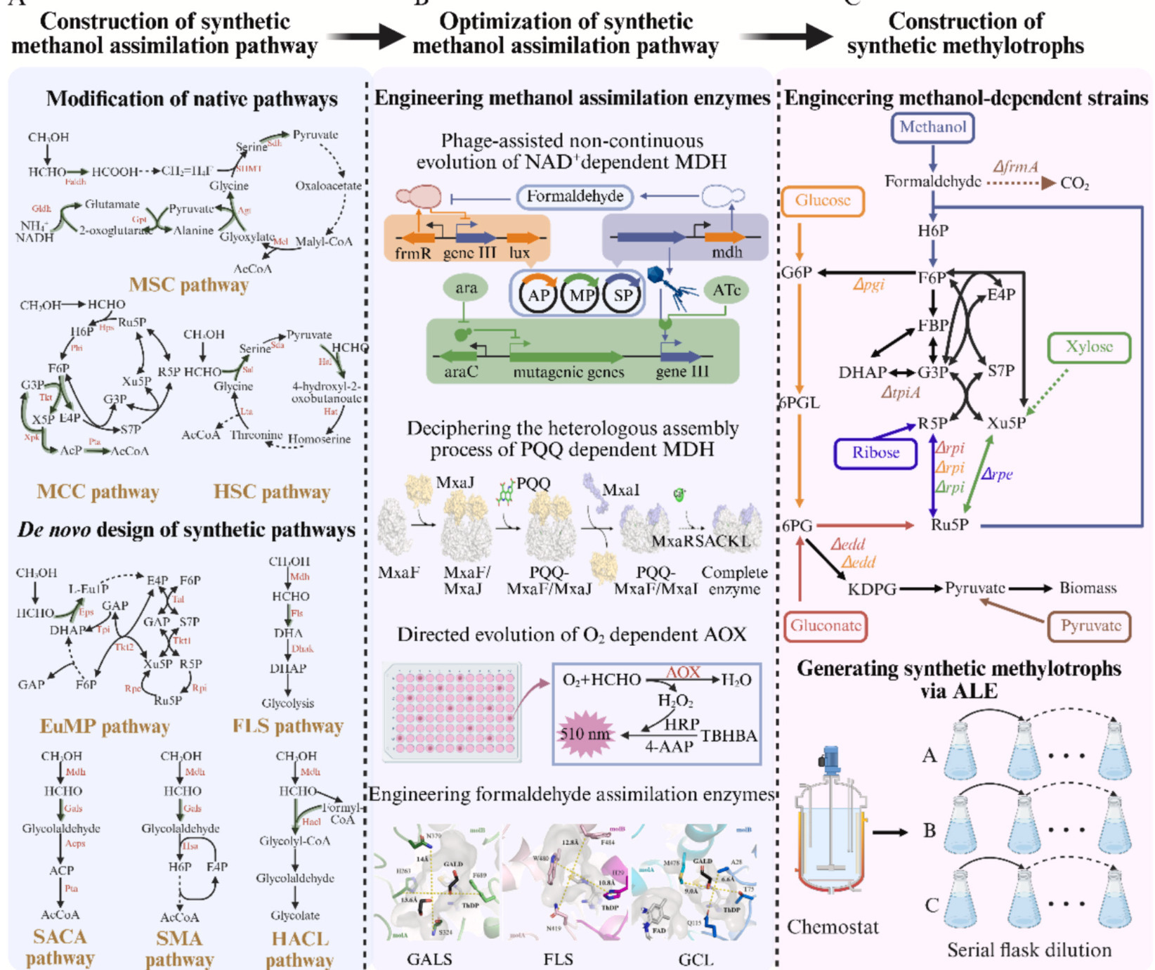 Construction and applications of methanol bio-c...