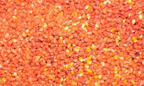 EU clears path for 17 new GM foods | Plant Sciences | Scoop.it