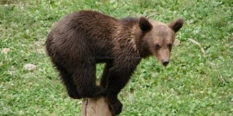 Un ours en promenade en B&eacute;arn - La R&eacute;publique des Pyr&eacute;n&eacute;es | BABinfo Pays Basque | Scoop.it