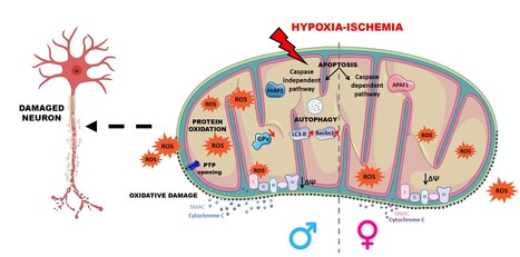 Hypoxie-Ischémie et dimorphisme sexuel : exploration des dynamiques mitochondriales dans les organoïdes cérébraux | Life Sciences Université Paris-Saclay | Scoop.it
