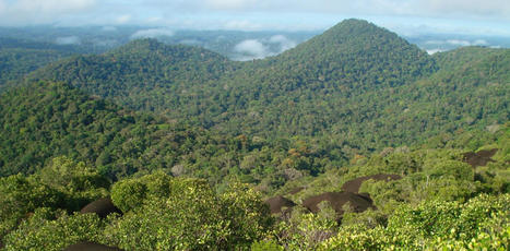 Rencontres au sommet de la forêt tropicale en Guyane | Biodiversité | Scoop.it