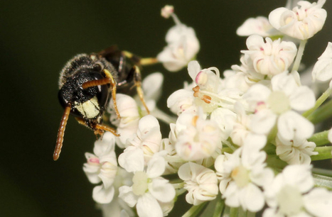Pesticides &laquo;&nbsp;tueurs d&rsquo;abeilles&nbsp;&raquo; interdits &agrave; Bruxelles | EntomoNews | Scoop.it
