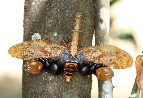 Inventaire entomologique à Saül - Parc Amazonien de Guyane | Insect Archive | Scoop.it