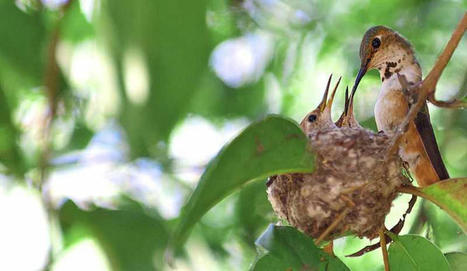 La présence d’oiseaux nous rend beaucoup plus heureux, selon une nouvelle étude scientifique. | Histoires Naturelles | Scoop.it