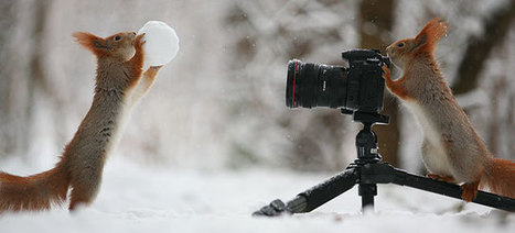 Russian Photographer Takes Pictures Of Squirrels Going NUTS In The Snow | 16s3d: Bestioles, opinions & pétitions | Scoop.it