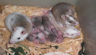Tackling the Lassa Fever Epidemic, Articles | THISDAY LIVE | Virology News | Scoop.it