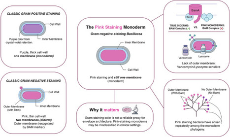 Gram-negative-staining Bacillaceae with thick cell wall and monoderm architecture uncover evolutionary diversity and challenge Gram-based classification | ComB | RMH | Scoop.it