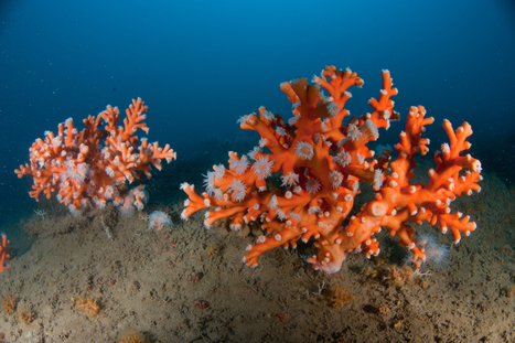 Mediterranean countries to decide on the protection of corals threatened with extinction | Biodiversité | Scoop.it