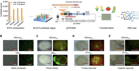 From Natural Discovery to AI-Guided Design: A Curated Collection of Compact Enhancers for Crop Engineering | AdvS | RMH | Scoop.it
