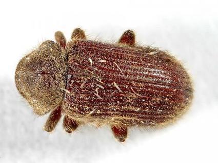 Les Vrillettes - Le Monde des insectes | Insect Archive | Scoop.it
