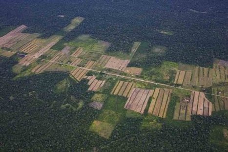 Deforestaci&oacute;n amaz&oacute;nica en Brasil creci&oacute; 467% | MOVUS | Scoop.it