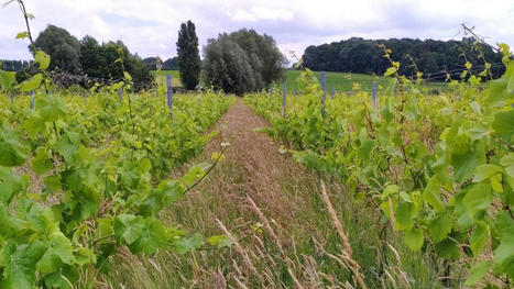 21 vignerons wallons mêleront viticulture et agroécologie | Vie provinciale | Scoop.it