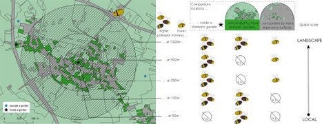 Pollinisateurs : Dix jardins dans un quartier peuvent faire la différence | EntomoNews | Scoop.it