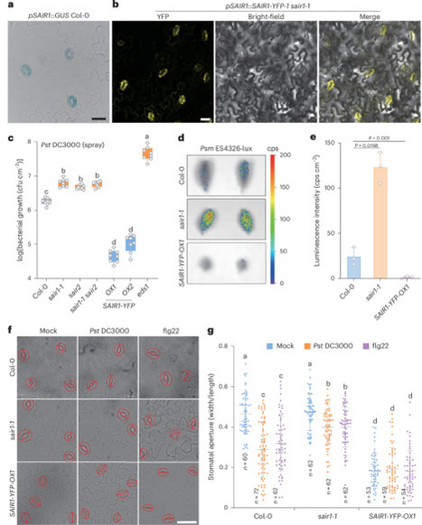 Pathogen-induced condensation of the guard cell RNA-binding protein SAIR1 fine-tunes translation for immunity | Npt | RMH | Scoop.it