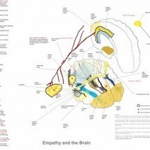 Empathy and the Brain | Visual.ly | Empathy Movement Magazine | Scoop.it