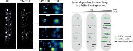 Une approche par imagerie super-résolue révèle que MreB, un homologue bactérien de l’actine, forme des filaments nanométriques : la fin d’un vieux débat ? | Life Sciences Université Paris-Saclay | Scoop.it