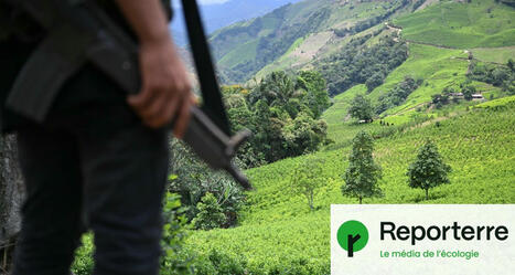 En Amazonie, des paysans replantent les terres déforestées pour la cocaïne | Planète DDurable | Scoop.it