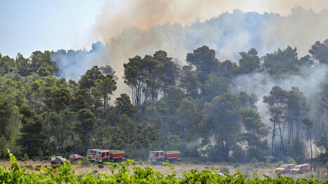 Incendie meurtrier dans l'Aude : une fois le feu éteint, comment faire renaître la forêt calcinée ? | Les Colocs du jardin | Scoop.it