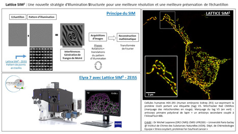 FOCUS PLATEFORME : Lattice SIM2, une toute nouvelle modalité sur I2BC / Imagerie-Gif pour imager le vivant avec une résolution proche de 100 nm | Life Sciences Université Paris-Saclay | Scoop.it