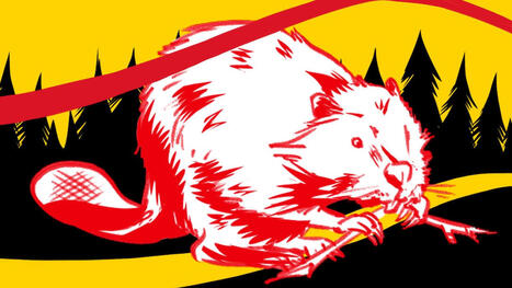 How the beaver is teaching Indigenous communities about ecological balance and reciprocity | Indigenous Stories and Education | Scoop.it