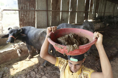 L'Inde mise sur la bouse de vache, une source d'énergie renouvelable prometteuse | La Gazette des abattoirs | Scoop.it