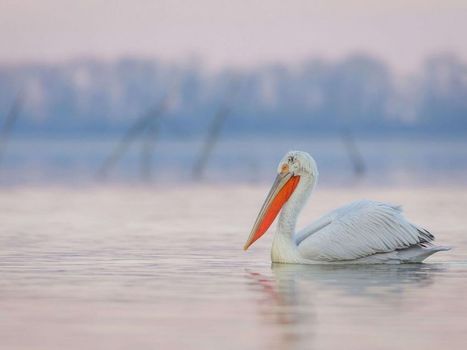 Menacé par le bétonnage le pélican frisé fait un retour timide dans la lagune de Divjaka, en Albanie   | Les oiseaux au gré du vent | Scoop.it