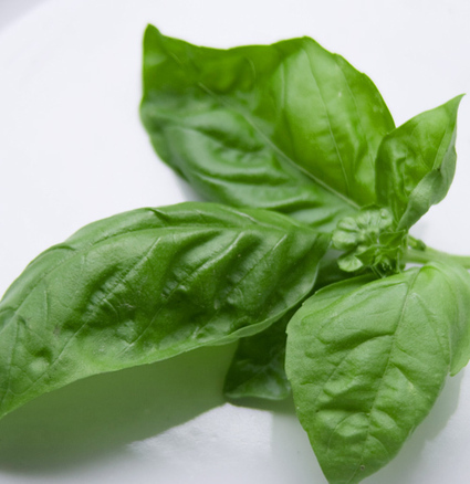 Cooking With Italian Herbs - Basil | La Cucina Italiana - De Italiaanse Keuken - The Italian Kitchen | Scoop.it