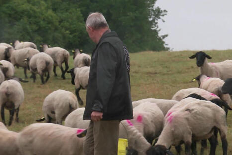 Les agriculteurs autorisés à utiliser les jachères pour le pâturage : bonne ou mauvaise idée ? | Paysage - Agriculture | Scoop.it