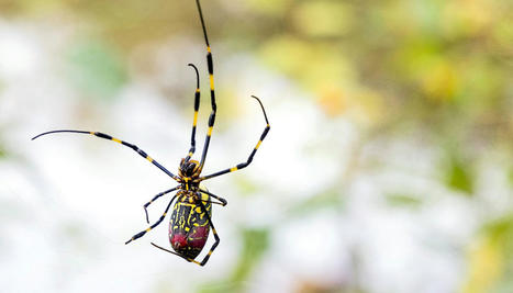 Huge Jorō spiders are actually gentle giants | Virology News | Scoop.it
