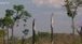 Amazonie : la forêt menacée - AgoravoxTv | Télédétection veille IST INRAE & AgroParisTech | Scoop.it