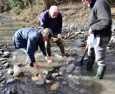 260.000 œufs de truites fario à la Neste | Vallées d'Aure & Louron - Pyrénées | Scoop.it