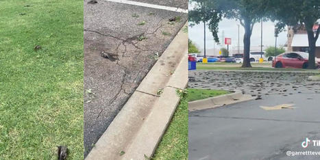 Dead birds pop up in Oklahoma City: Like 'a Hitchcock movie' - RawStory.com | Operation Deimos | Scoop.it