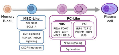Analyse de deux sous-types de macroglobulin&eacute;mie de Waldenstr&ouml;m | Life Sciences Universit&eacute; Paris-Saclay | Scoop.it