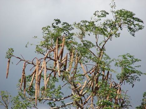 L’arbre aux miracles, l’arbre de vie ou l’arbre éternel : le Moringa | La Cabane aux Arômes | Scoop.it