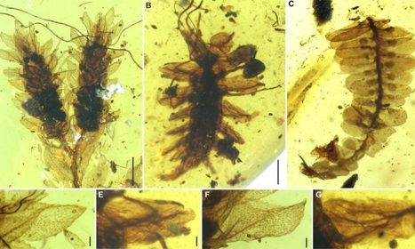 100-million-year-old liverwort mimicry in insects | Geology | Scoop.it