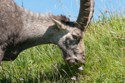 In grasslands remade by humans, animals may protect biodiversity: Grazers let in the light, rescue imperiled plants | Coastal Restoration | Scoop.it