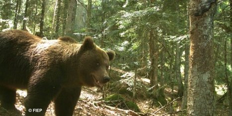 Pyrénées : la réintroduction de l'ours continue de faire débat | Biodiversité | Scoop.it
