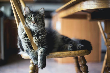 Tu gato es un invasor peligroso: no le dejes salir de casa | Bichos en Clase | Scoop.it