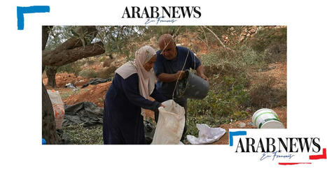 MENA : Cisjordanie:  la récolte des olives  | CIHEAM Press Review | Scoop.it