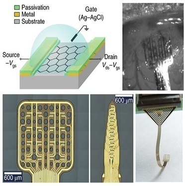 Transistores de grafeno para medir la actividad ultralenta de tu encéfalo | Ciencia-Física | Scoop.it