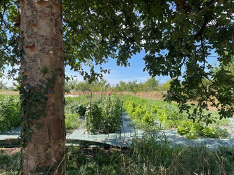 Arbres ou panneaux solaires ? En agriculture, la nouvelle qu&ecirc;te d'ombre face au soleil br&ucirc;lant | Environnement - D&eacute;veloppement durable - Climat | Scoop.it