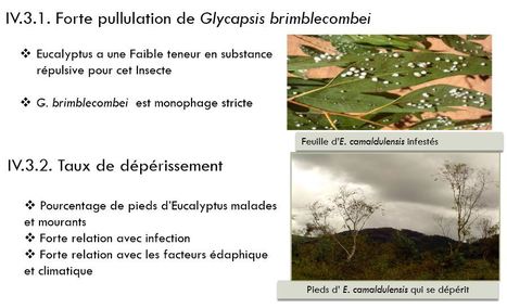 Causes entomologiques et cryptogamiques du dépérissement d’un eucalyptus à Madagascar | EntomoNews | Scoop.it