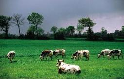 L'excédent brut d'exploitation baisse, mais ce n’est pas la crise de 2009 ! - Actualité 10-07-2013 - REUSSIR LAIT | SCIENCES DE L' ANIMAL | Scoop.it