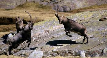 Le bouquetin de retour en 2013 - La Dépêche | Vallées d'Aure & Louron - Pyrénées | Scoop.it